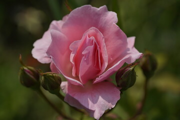 quantum valentine roses on different scales and macro photography