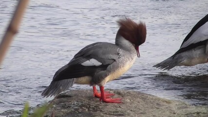 Female Goosander or Common Merganser (Mergus merganser) Preening on a Rock on a River