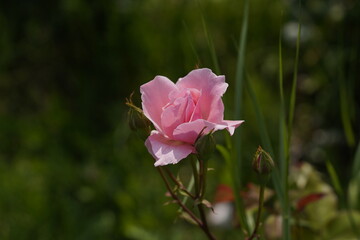 quantum valentine roses on different scales and macro photography