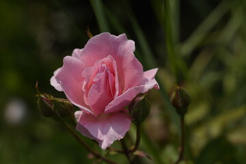 quantum valentine roses on different scales and macro photography