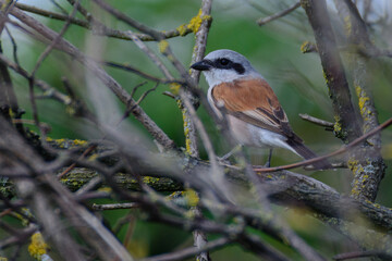 Red-backed Shrike on a branch 