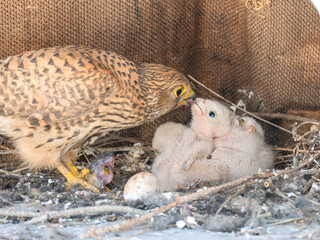 Turmfalke (Falco tinnunculus)