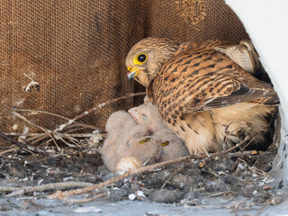 Turmfalke (Falco tinnunculus)
