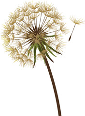 Fototapeta premium dandelion flower