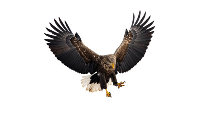 Obraz premium Eagle landing on rocky peak wildlife capture isolated on white background. Png