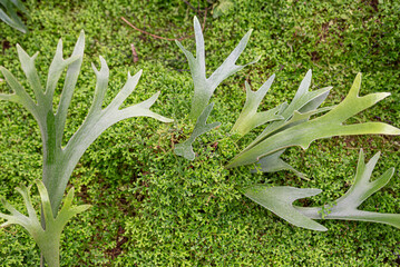 Details of the Platycerium fern, the elegance of the elkhorn © EMILIA