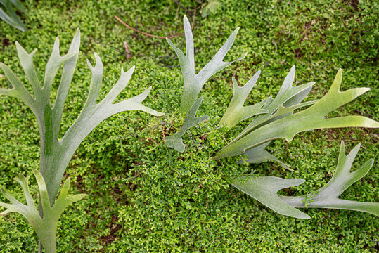 Details of the Platycerium fern, the elegance of the elkhorn