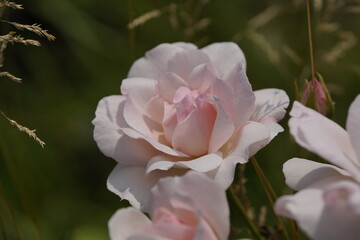 quantum valentine roses on different scales and macro photography
