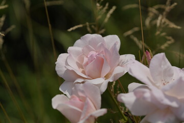quantum valentine roses on different scales and macro photography