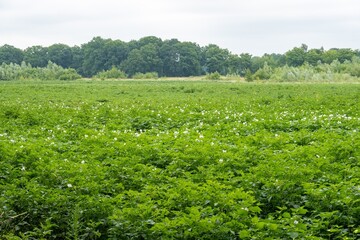 Blooming potato crop stretching to the horizon under cloudy sky