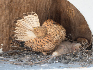 Turmfalke (Falco tinnunculus)
