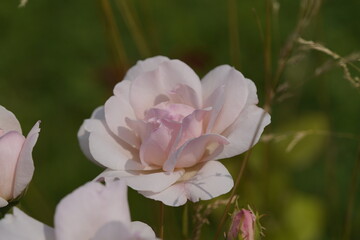 quantum valentine roses on different scales and macro photography