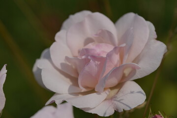 quantum valentine roses on different scales and macro photography