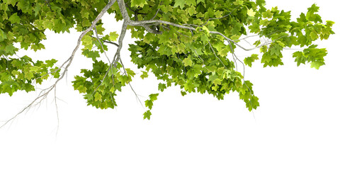green leaves on white background