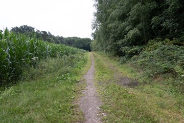 Gravel path entering forest between cornfield and trees