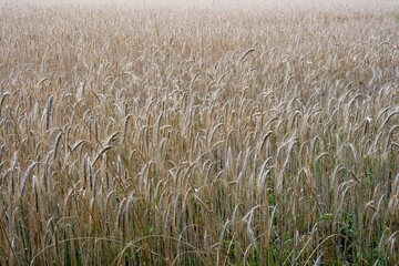 Ripe wheat field swaying gently in the summer breeze