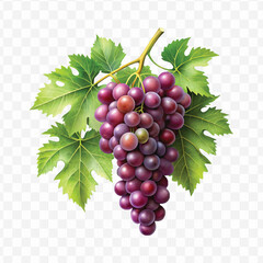 realistic fresh grapes hanging from a branch with green leaves in a natural setting isolated on transparent background