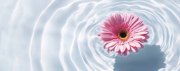 Pink Gerbera Floating on Water Ripples, Serene , Floral