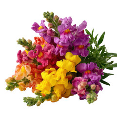 Colorful snapdragon flower bouquet isolated on transparent background