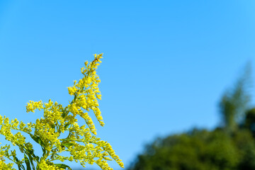 青空に映えるセイタカアワダチソウの黄色い花