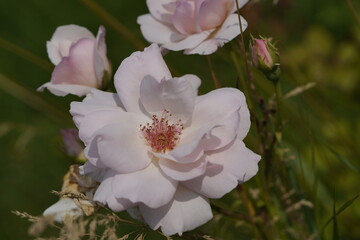 quantum valentine roses on different scales and macro photography