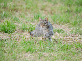Europäische Wildkatze oder Waldkatze (Felis silvestris)