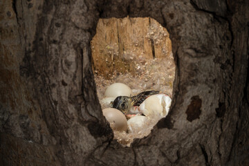 Wood Duck hatching in natural cavity taken under controlled conditions