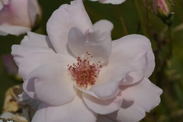 quantum valentine roses on different scales and macro photography