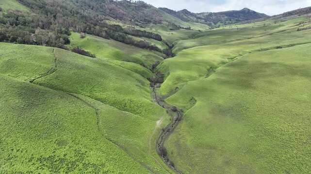 A vast expanse of rolling green savanna, known as Teletubbies Hill at Mount Bromo, is dissected by a winding, dry riverbed creating a stunning natural pattern.