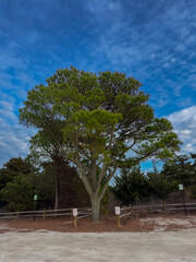 Fototapeta premium tree and blue sky 