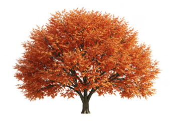Autumn tree with orange leaves, full foliage, and visible branches isolated on transparent background