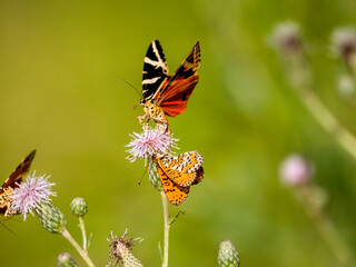 Roter Scheckenfalter (Melitaea didyma) , Russischer Bär, Spanische Flagge (Euplagia quadripunctaria)