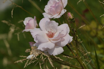 quantum valentine roses on different scales and macro photography