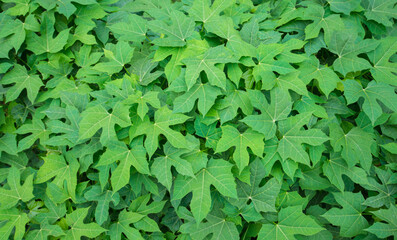  Green leaves texture background.