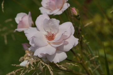 quantum valentine roses on different scales and macro photography