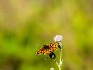 Roter Scheckenfalter (Melitaea didyma)