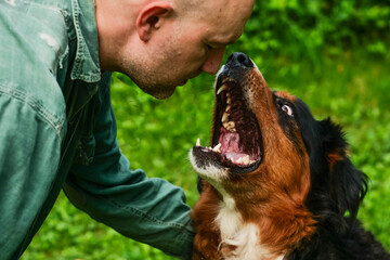 Man is trying to hold huge Bernese mountain dog with open mouth during attack. Green nature...