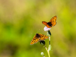 Roter Scheckenfalter (Melitaea didyma)