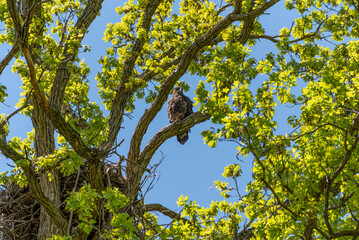 Bald Eaglet Perched On A Tree Branch Near Its Nest In Spring In Wisconsin