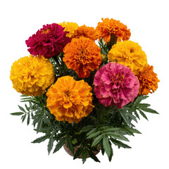 Marigold flowers in a pot isolated on transparent background
