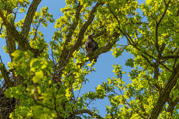Bald Eaglet Perched On A Tree Branch Near Its Nest In Spring In Wisconsin