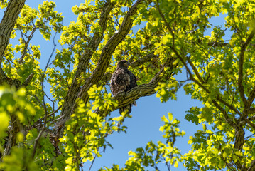 Bald Eaglet Perched On A Tree Branch Near Its Nest In Spring In Wisconsin