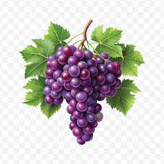 Fototapeta premium realistic fresh grapes hanging from a branch with green leaves in a natural setting isolated on transparent background