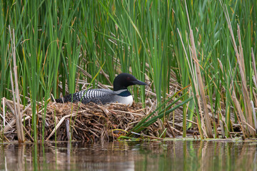 Common loon at nest taken in central MN