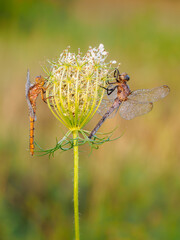 Beautiful nature scene with Keeled skimmer (Orthetrum coerulescens). Macro shot of Keeled skimmer (Orthetrum coerulescens) flower. Keeled skimmer (Orthetrum coerulescens) in the nature habitat.