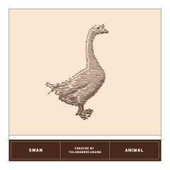 vintage illustration of a swan