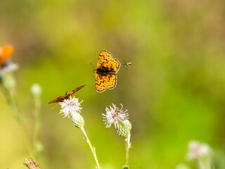 Roter Scheckenfalter (Melitaea didyma)