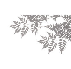 Realistic Twig and Leaves Silhouette Shadow for Design on transparent background PNG