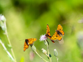 Roter Scheckenfalter (Melitaea didyma)
