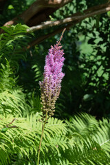 false goats beard resp.Astilbe rubra,Rhineland,Germany